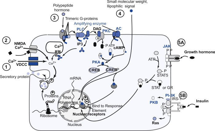 Summary of Signaling Mechanisms