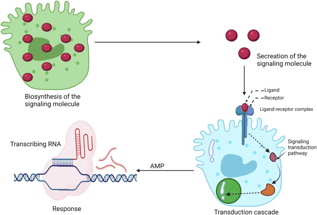 Cell Communication