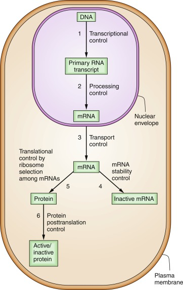 Gene Expression